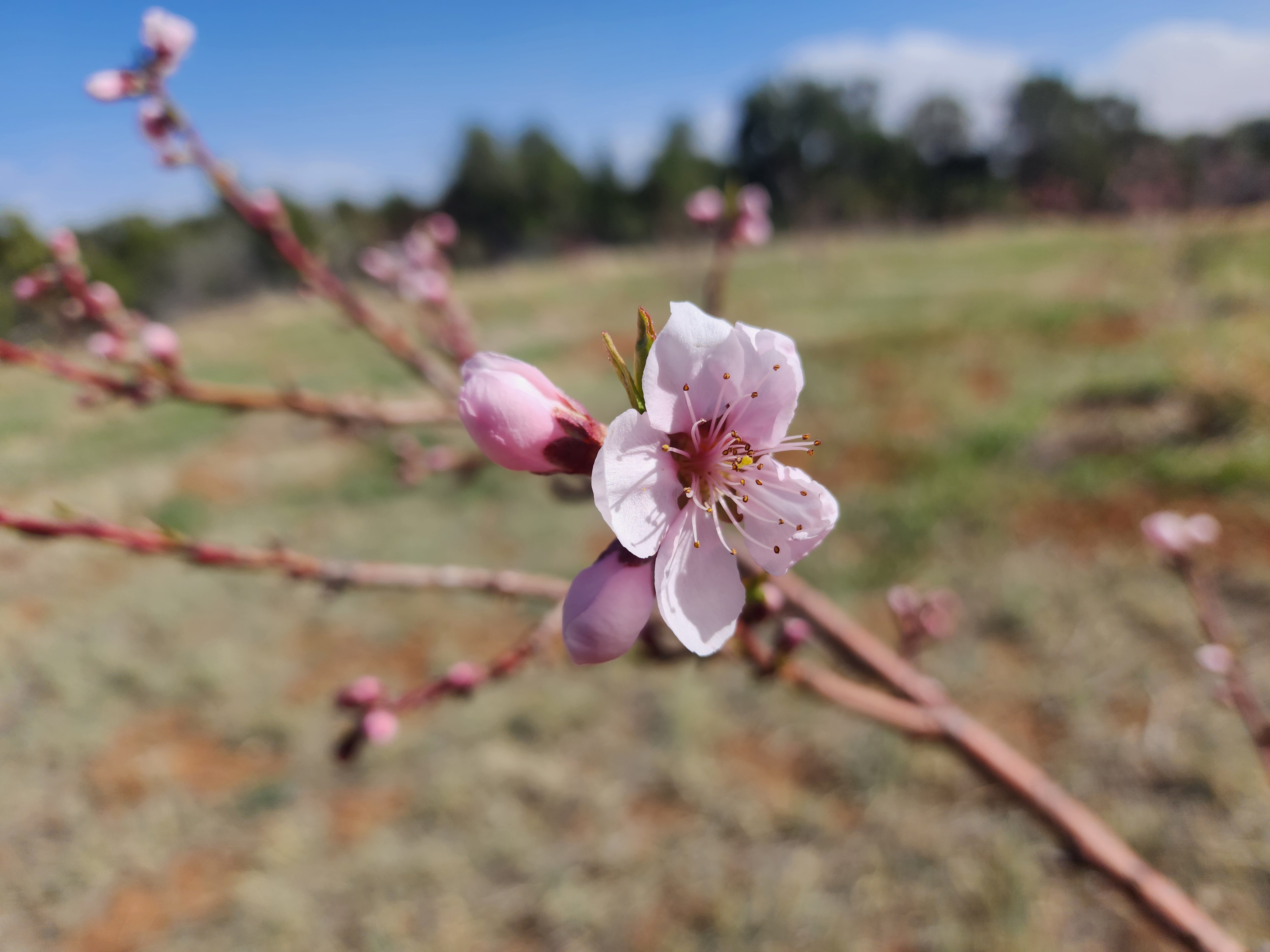 Peach blossoms outside the cabin - scenic natural setting in Utah